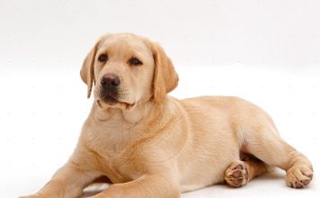 Natural Foods For Your Dog