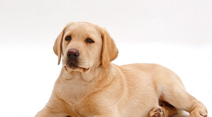 Natural Foods For Your Dog