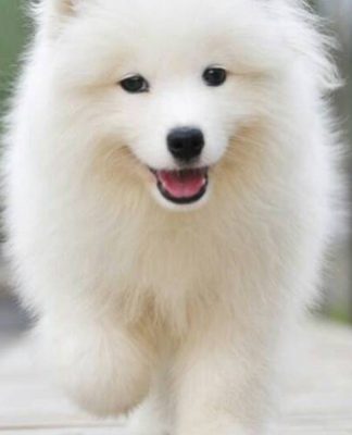 Natural Life Dog Foods