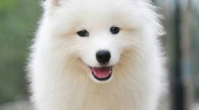 Natural Life Dog Foods