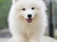 Natural Life Dog Foods