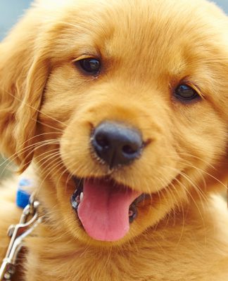 Natural Dog Food For A Balanced Diet