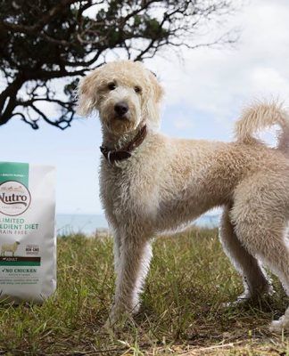Nutro natural dog foods