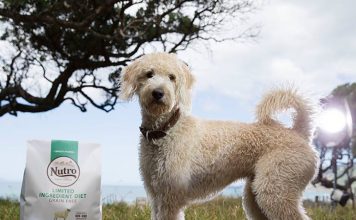Nutro natural dog foods
