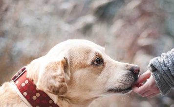 Organic Natural Dog Food