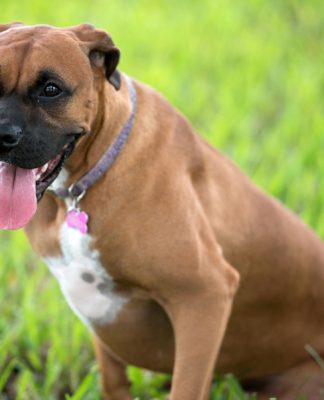 Spaying of the Female dog