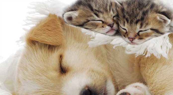 Surgical neutering of the male dog