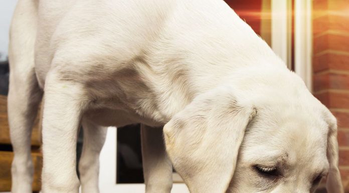 The Proper Way to Switch Your Dog’s Diet