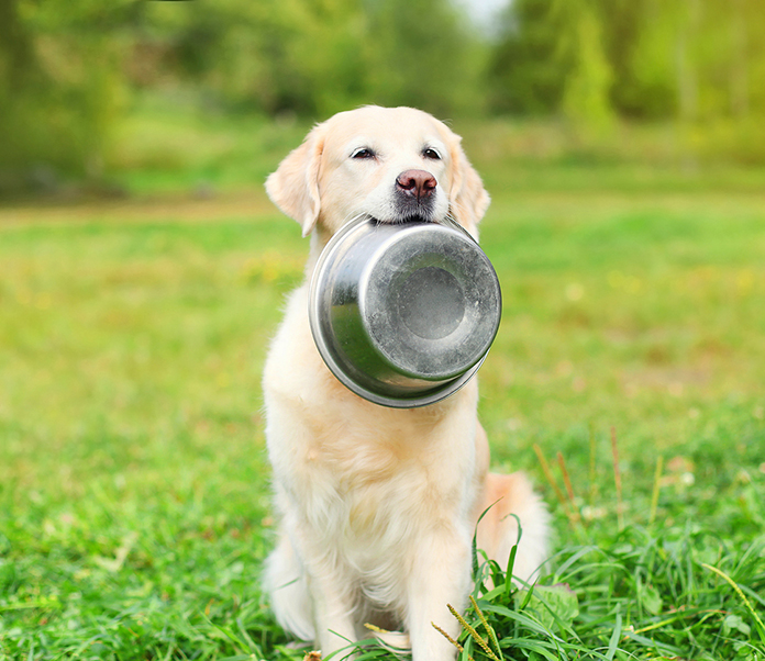 The Role of Calcium in Your Dog&#39;s Diet | Petsourcing