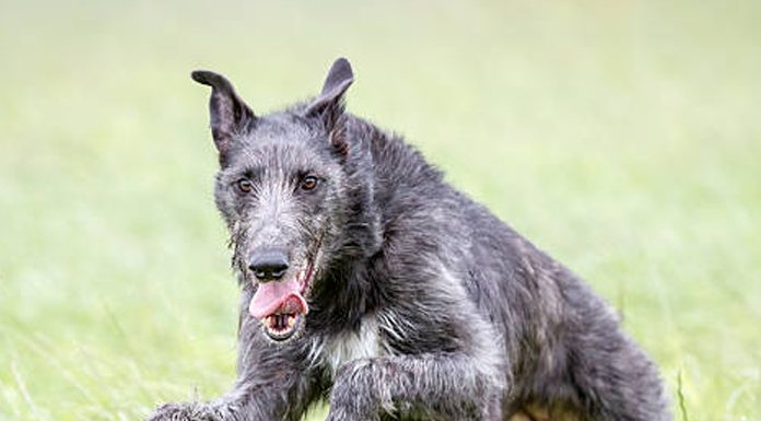 The decorative deerhound