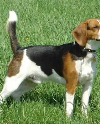 The foxhound dog