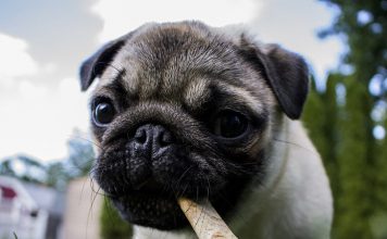 Tips to Consider When Determining Your Puppy Dog’s Diet
