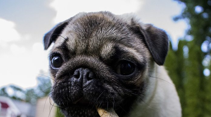 Tips to Consider When Determining Your Puppy Dog’s Diet