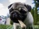 Tips to Consider When Determining Your Puppy Dog’s Diet
