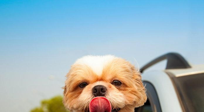 Traveling With Your Pet