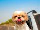 Traveling With Your Pet