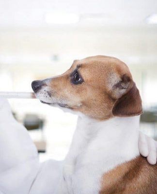 Understanding ingredients of your dog’s food