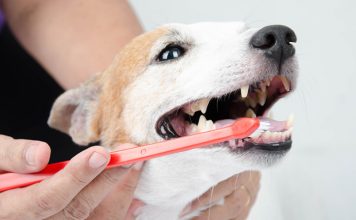 Veterinary dental treatments