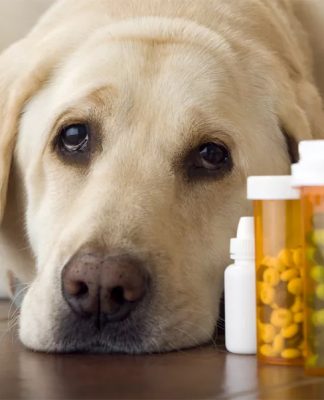 Vitamin and mineral supplements for dogs