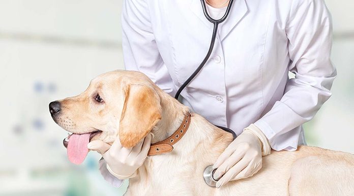 What happens during an examination on your dog?