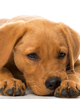What is Distemper in dogs