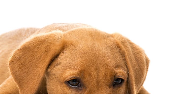 What is Distemper in dogs