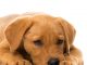 What is Distemper in dogs