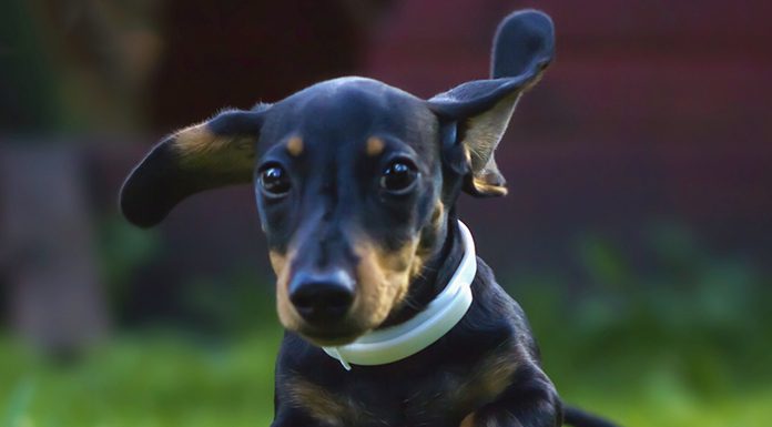 What is the Green Bean Dog Diet?