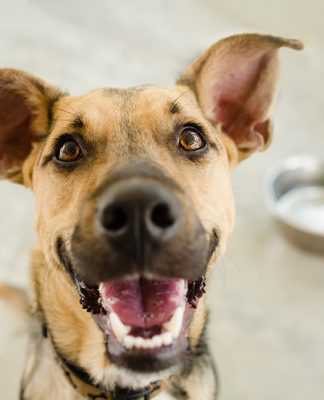 Whats Natural Dog Food All About?