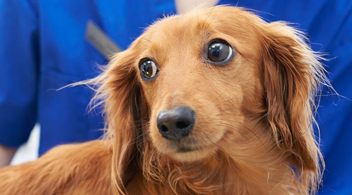 When You Don’t Want to Medicate Your Dog