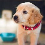 When to Change Your Dog’s Diet