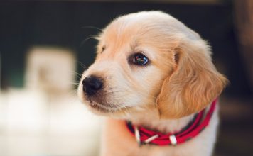 When to Change Your Dog’s Diet