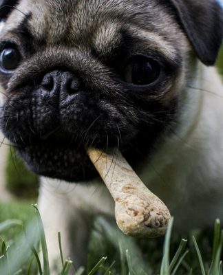 Where to Find the Best Food for a Nutritious Dog Diet