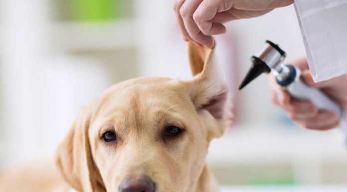 Why are regular check-ups important for dogs?