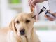 Why are regular check-ups important for dogs?