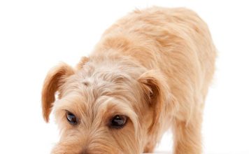 Why is a Dog’s Diet Important?