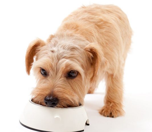 Why is a Dog's Diet Important? | Petsourcing