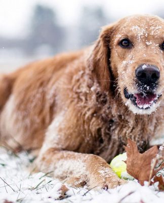 Winter Safety Tips for Your Dog