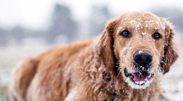 Winter Safety Tips for Your Dog