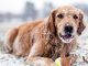 Winter Safety Tips for Your Dog
