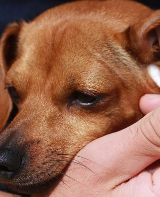 Your Dog’s Ear Infection