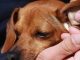 Your Dog’s Ear Infection