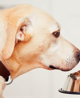 Top5 Natural Dry Dog Foods