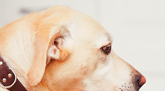 Top5 Natural Dry Dog Foods