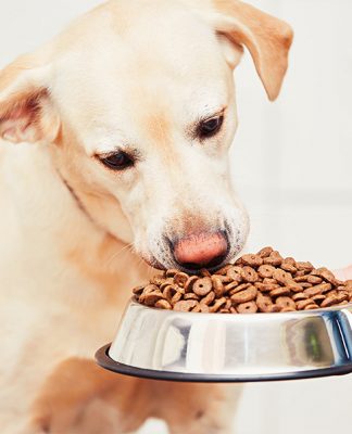 Your Dog’s Diet: Canned Dog Food vs. Dry Kibble