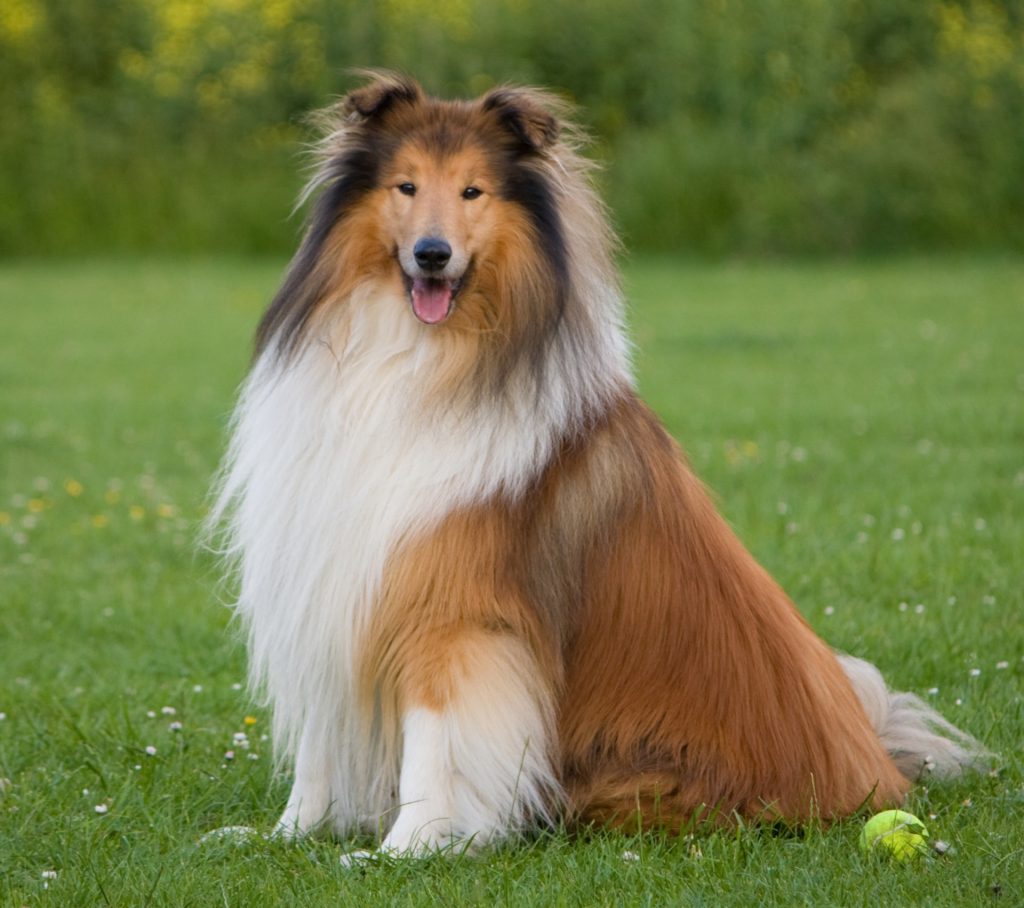 The collie dog Petsourcing
