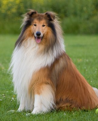 The collie dog