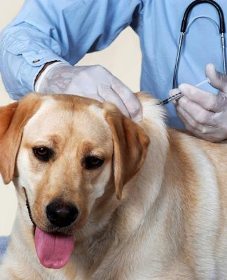 Dogs Vaccinations
