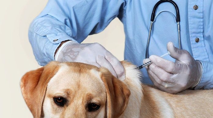 Dogs Vaccinations