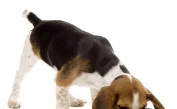 California Natural Dog Food